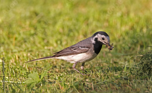 Wagtail (Motacilla) with prey