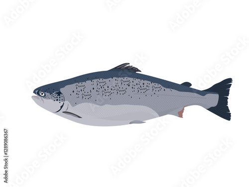 Salmon on a white background.