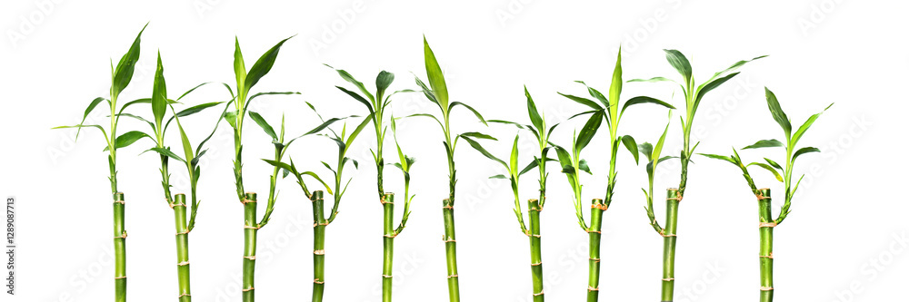 Lucky bamboos isolated on panoramic transparent or white background, png