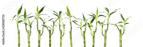 Obraz na płótnie Lucky bamboos isolated on panoramic transparent or white background, png w salonie