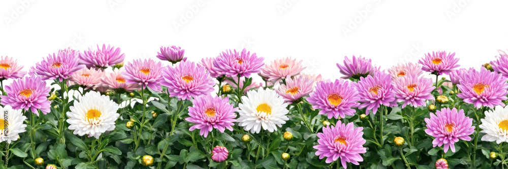 PNG Chrysanthemum flower bushes daisies nature spring. PNG Chrysanthemum flower bushes daisies nature spring.