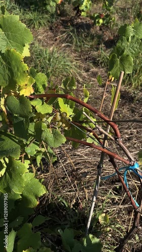 Hand of man cutting grapes at harvest time in a vineyard.