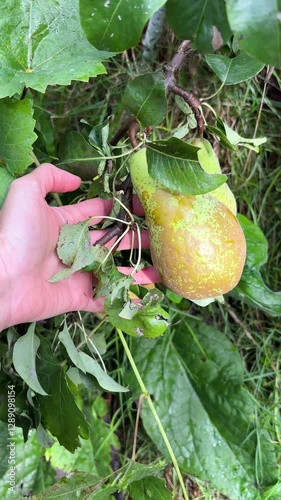 Picking pears from the tree. Man's hand .