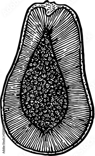 Fruit. Hand drawn vector isolated engraved sketch. Papaya 