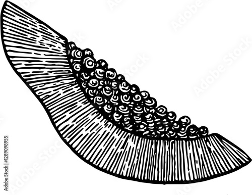 Fruit. Hand drawn vector isolated engraved sketch. Papaya