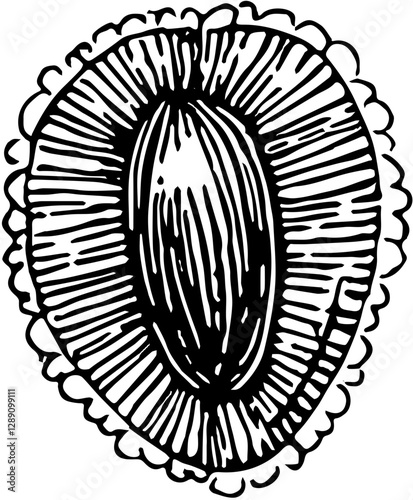 Fruit. Hand drawn vector isolated engraved sketch. Lychee