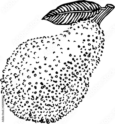 Fruit. Hand drawn vector isolated engraved sketch. Jackfruit 