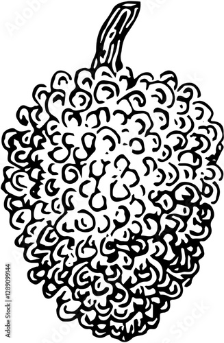 Fruit. Hand drawn vector isolated engraved sketch. Lychee