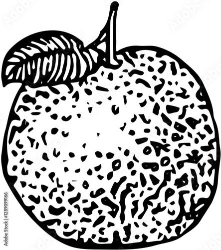 Fruit. Hand drawn vector isolated engraved sketch. Mandarin 