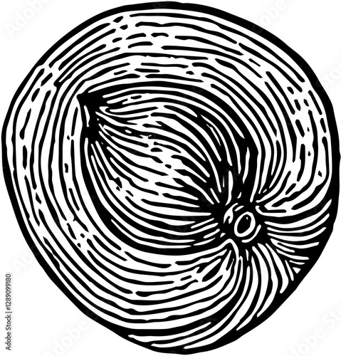 Nectarine Fruit. Hand drawn vector isolated engraved sketch.