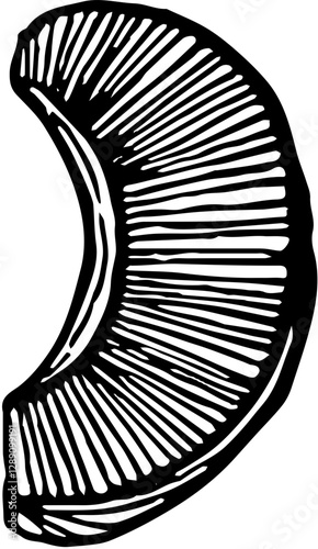 Fruit. Hand drawn vector isolated engraved sketch. Muskmelon