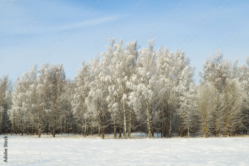 Winter forest on a sunny frosty day. Winter forest on a sunny frosty day.