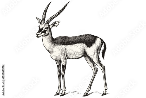 Rodent wildlife vintage art, springbok black sketch vector, aquatic animal print design, hand-drawn trendy, white background, antique style.