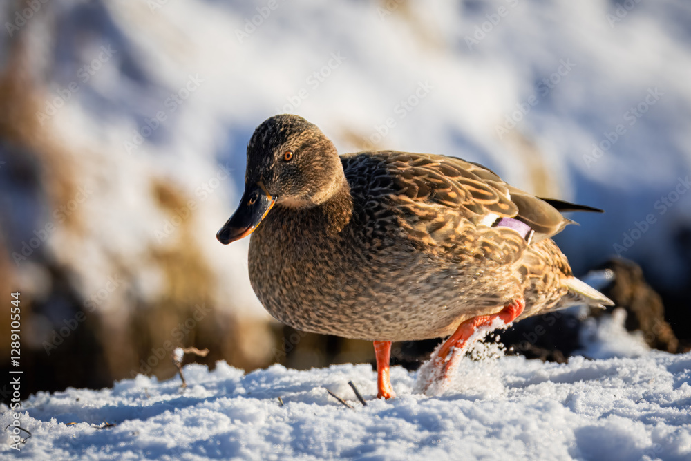 A female mallard walks on the snow toward the camera lens on a sunny winter day. A female mallard walks on the snow toward the camera lens on a sunny winter day.