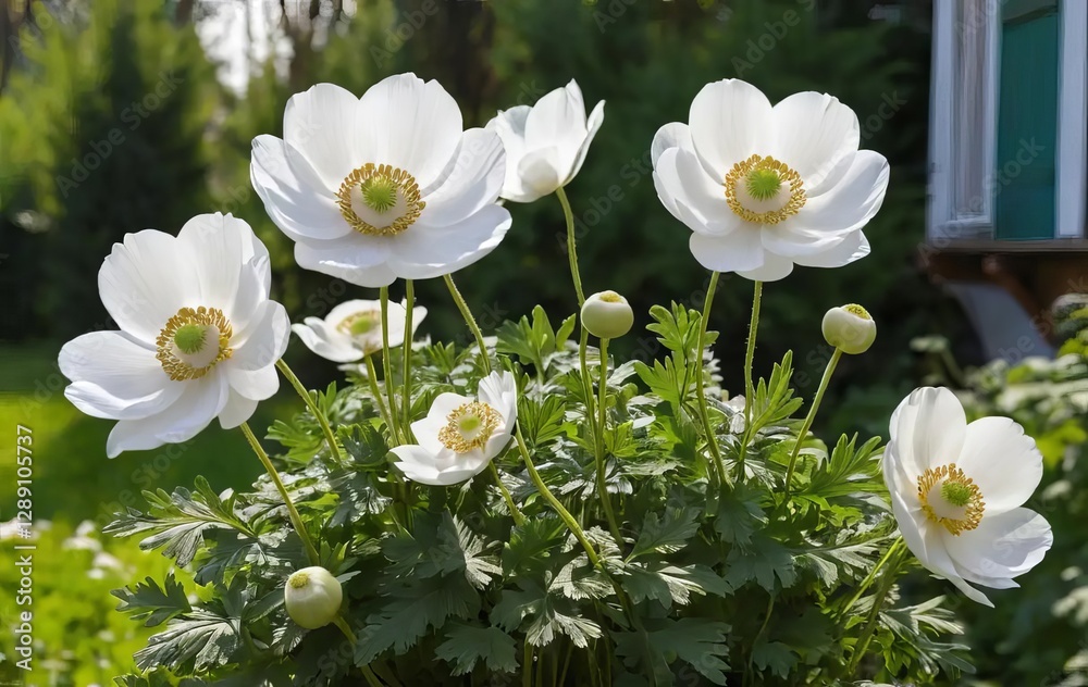 Obraz premium Close-up of white anemone flowers in a garden setting