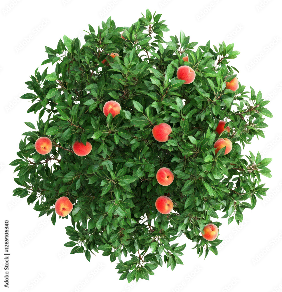 Obraz premium PNG Real peach tree leaves leaf fruit.