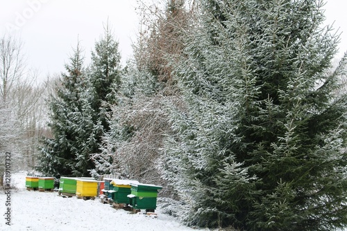 A row of colorful beehives surrounded by snow-covered evergreen trees. A peaceful winter scene showcasing nature and beekeeping in cold weather