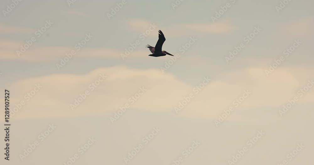 Pelican bird silhouette flying in the sky with foggy over tropical beach of Dominican Republic Pelican bird silhouette flying in the sky with foggy over tropical beach of Dominican Republic