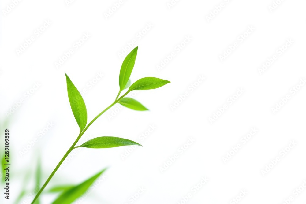 A detailed view of a plant's foliage, suitable for use in scientific or educational contexts A detailed view of a plant's foliage, suitable for use in scientific or educational contexts