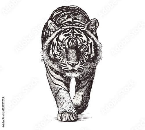 Vintage wildlife illustration, hand-drawn tiger, black sketch effect, animal art, wall decor, trendy, old engraving style, white background, artistic decor, nature design, wildlife art. photo
