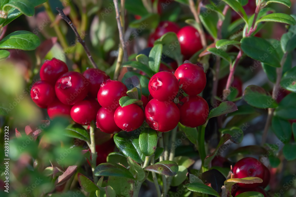 red lingonberries are healthy berries red lingonberries are healthy berries