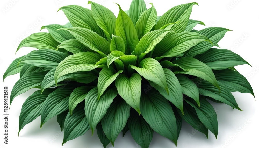 Top view of rich Hosta plant foliage displays dense cluster of broad, green leaves, great for shady garden spots. Perennial plant with flora design for leafy garden, isolate on white background. Top view of rich Hosta plant foliage displays dense cluster of broad, green leaves, great for shady garden spots. Perennial plant with flora design for leafy garden, isolate on white background.