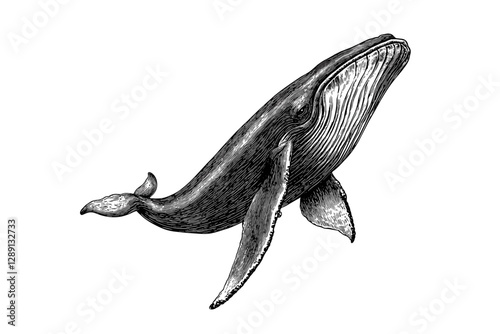 Hand-drawn whale in vintage art style, black sketch effect, trendy illustration, animal print, white background, antique engraving, ocean design, marine decor.