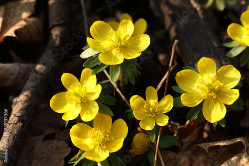 Winter aconite (Eranthis hyemalis) in bloom, close up