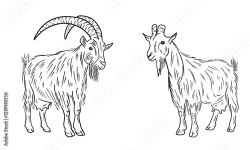 Realistic goat with long fur and big horns standing in black isolated on white. Hand drawn vector sketch illustration in doodle vintage line art style. Domestic farm animal with udder and milk.