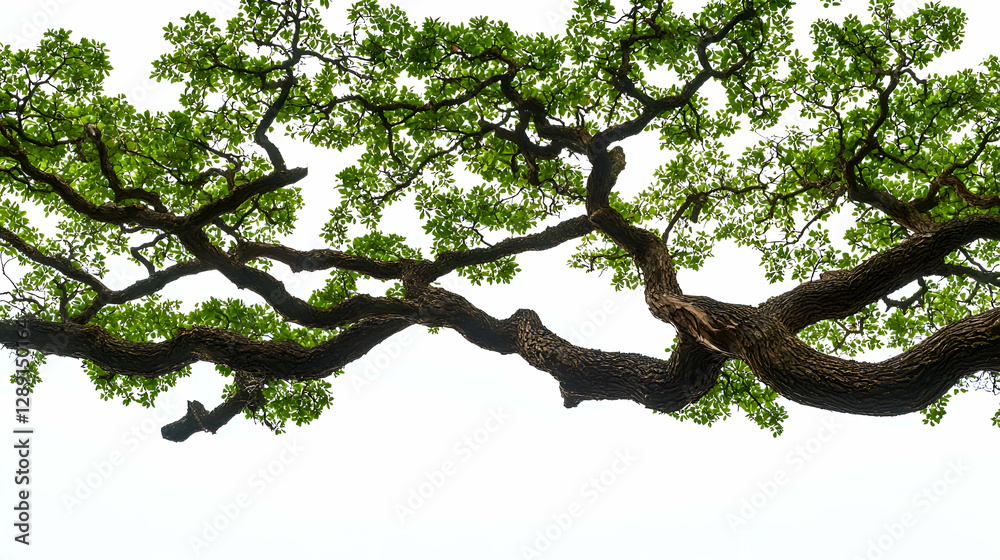 Fototapeta premium Lush Green Tree Branches Against White Background