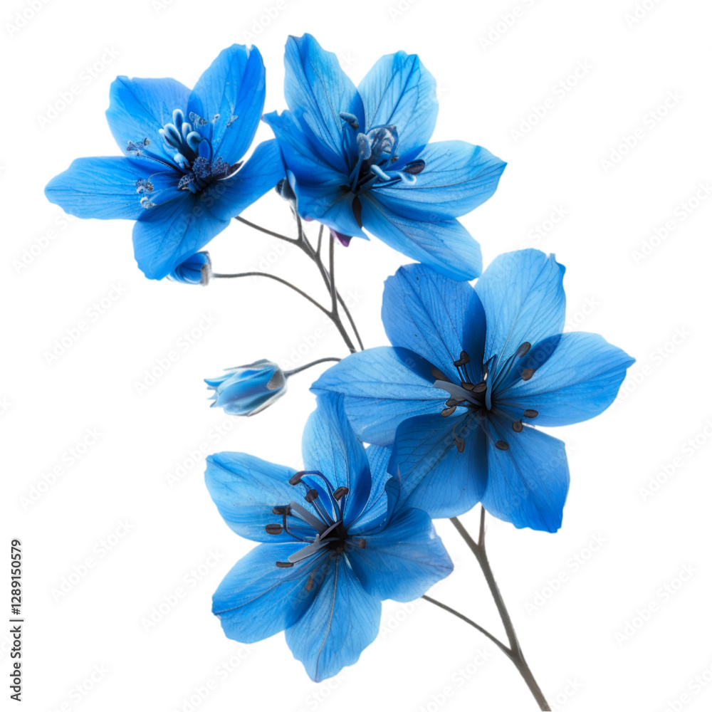 Fototapeta premium Vibrant Blue Flowers Dark Background Botanical Beauty Nature Photography,