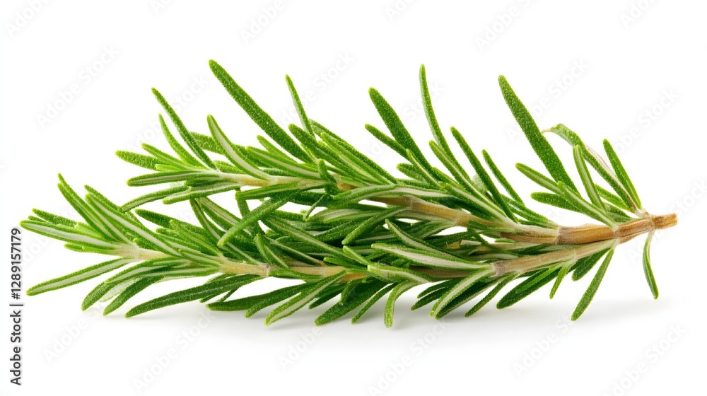 Fototapeta premium Fresh Green Rosemary Herb Sprig Isolated on White Background for Culinary Use