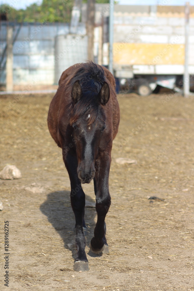 Horse. Brown horse on a farm. Horse eats. Beautiful Horse portrait of a horse Horse. Brown horse on a farm. Horse eats. Beautiful Horse portrait of a horse