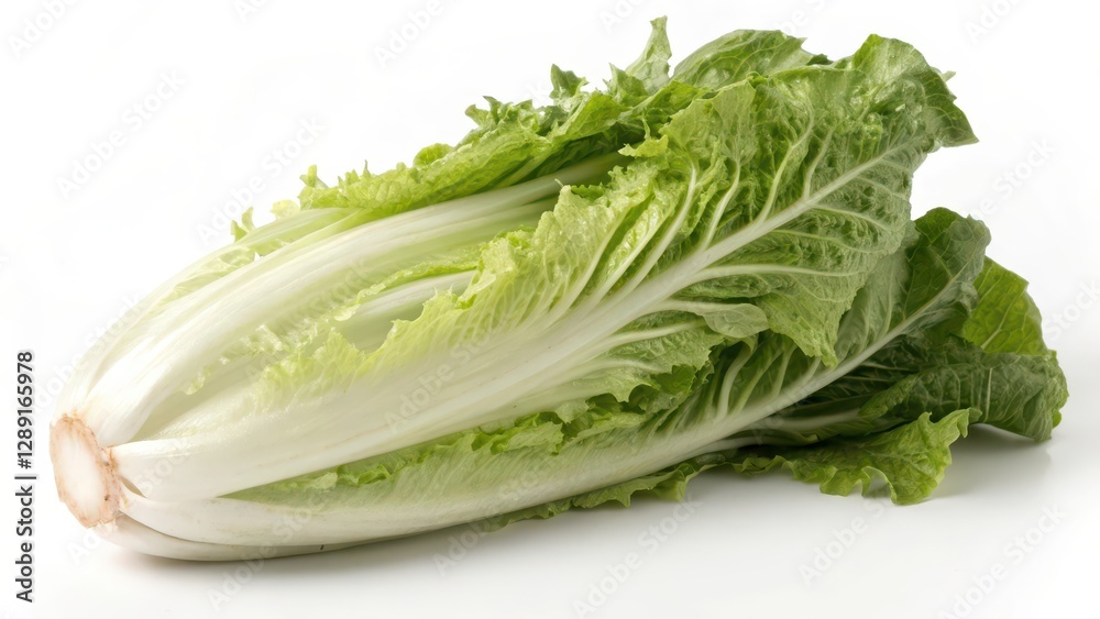 Fresh Napa Cabbage on White Background Fresh Napa Cabbage on White Background