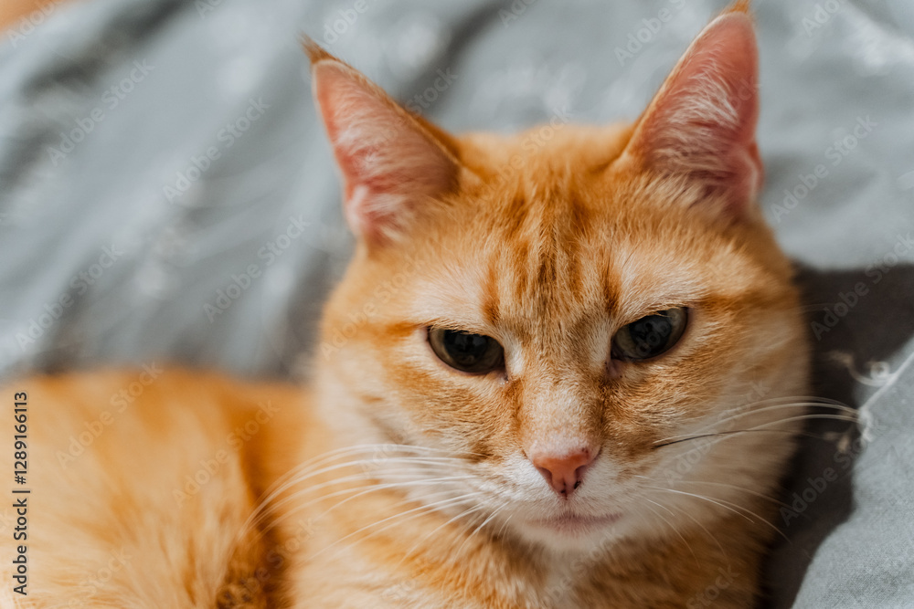 A close up view of an orange tabby cat, comfortably laying on a soft bed while attentively gazing directly at the camera, showcasing its adorable features and captivating expression A close up view of an orange tabby cat, comfortably laying on a soft bed while attentively gazing directly at the camera, showcasing its adorable features and captivating expression