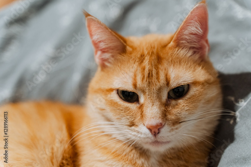 A close up view of an orange tabby cat, comfortably laying on a soft bed while attentively gazing directly at the camera, showcasing its adorable features and captivating expression