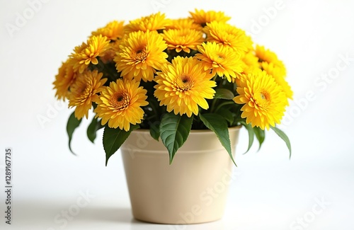 Close-up of yellow chrysanthemums in cream pot on white surface. Mums bloom with green leaves in flowerpot. Floral nature beauty embodies spring, summer, fall mood.