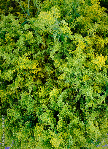 Sfondo con erba decorativa per mazzi di fiori