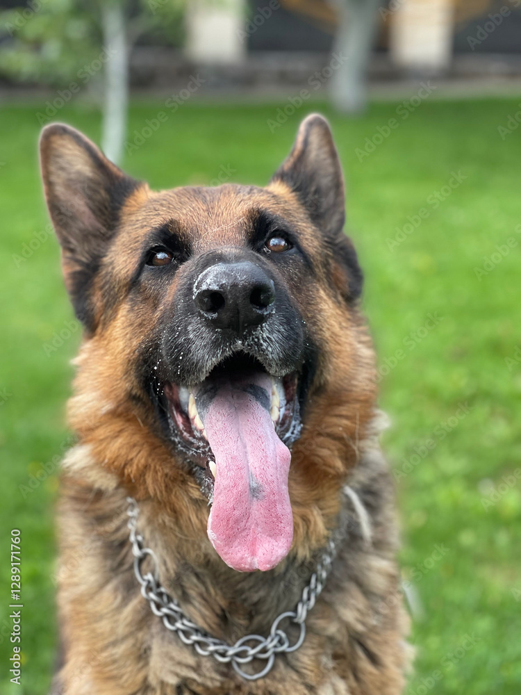 Happy German Shepherd enjoys a sunny day outdoors in a lush green park Happy German Shepherd enjoys a sunny day outdoors in a lush green park