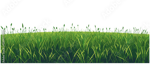 Fresh green grass lawn, vector field of grass, montage product display, grassland background, lush meadow, organic nature, summer field, park landscape, smooth greenery