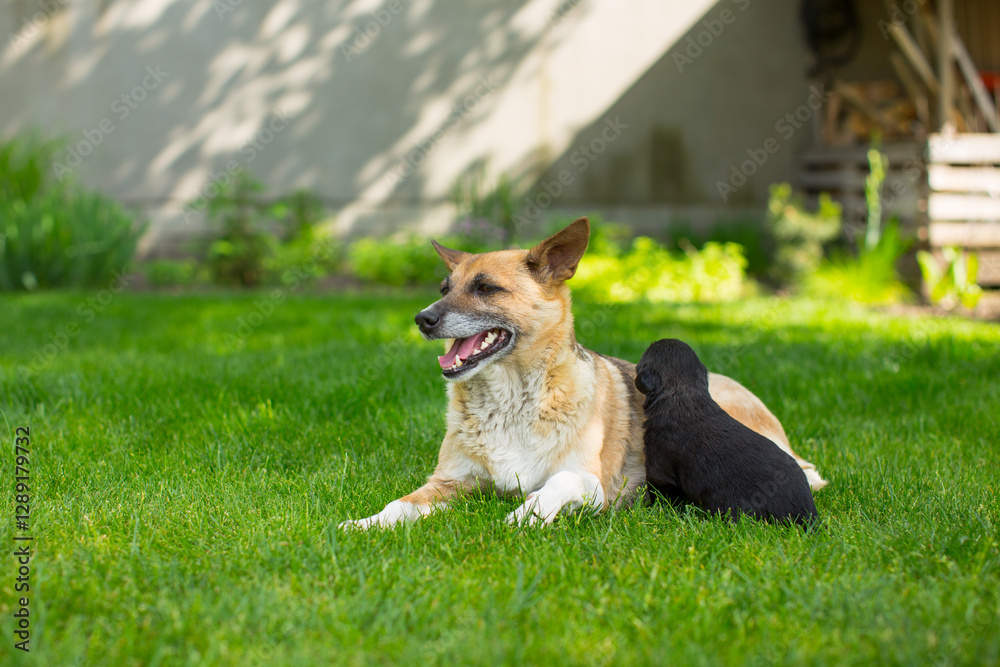 Portrait of a red mongrel with her newborn puppy on a green lawn Portrait of a red mongrel with her newborn puppy on a green lawn