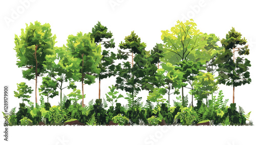 Forest vector illustration, trees and shrubs, summer landscape, lush foliage, green woods, nature background, scenic view, botanical elements, eco nature, wilderness