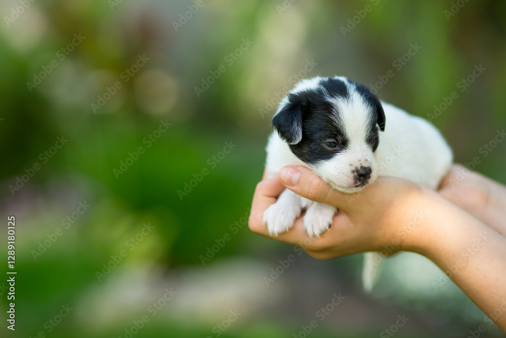 Newborn mongrel puppy in the hands of a girl Newborn mongrel puppy in the hands of a girl