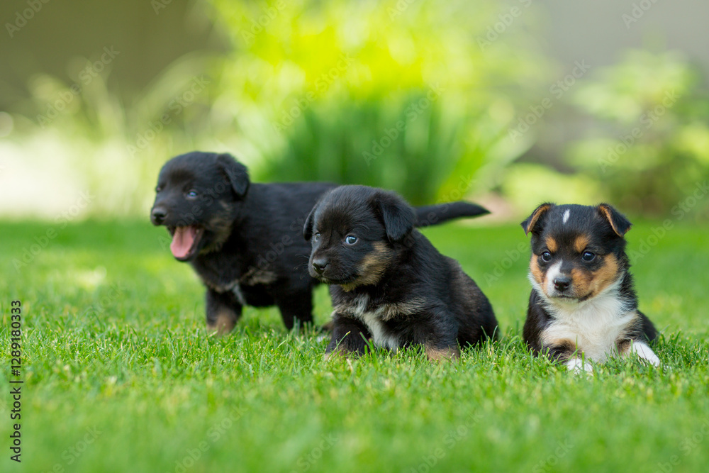 Newborn mongrel puppies on a green lawn Newborn mongrel puppies on a green lawn