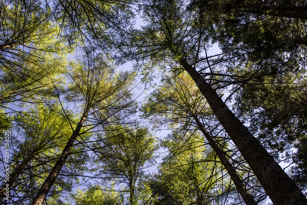 Obraz premium Looking up into the tree tops of pine trees in a forest at Balhama in Scotland, on a clear sunny day.