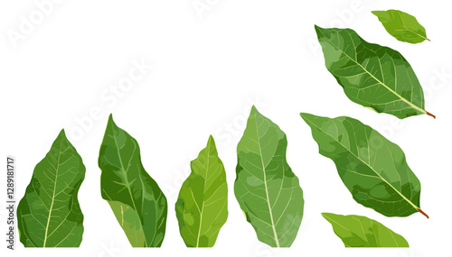 Fresh green bay leaves isolated on white, top view, aromatic herb, spice, cooking ingredient, natural seasoning, organic bay leaf, culinary plant, herbal flavor, dried leaves