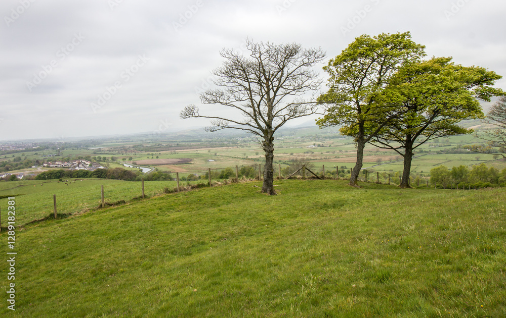 Trees in a small park at Bar Hill, with the Scottish countryside in the Background Trees in a small park at Bar Hill, with the Scottish countryside in the Background