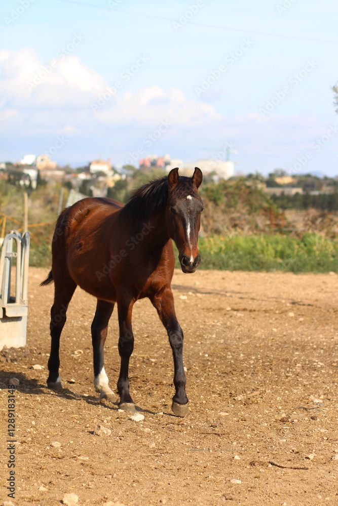Horse. Brown horse on a farm. Horse eats. Beautiful Horse portrait of a horse Horse. Brown horse on a farm. Horse eats. Beautiful Horse portrait of a horse