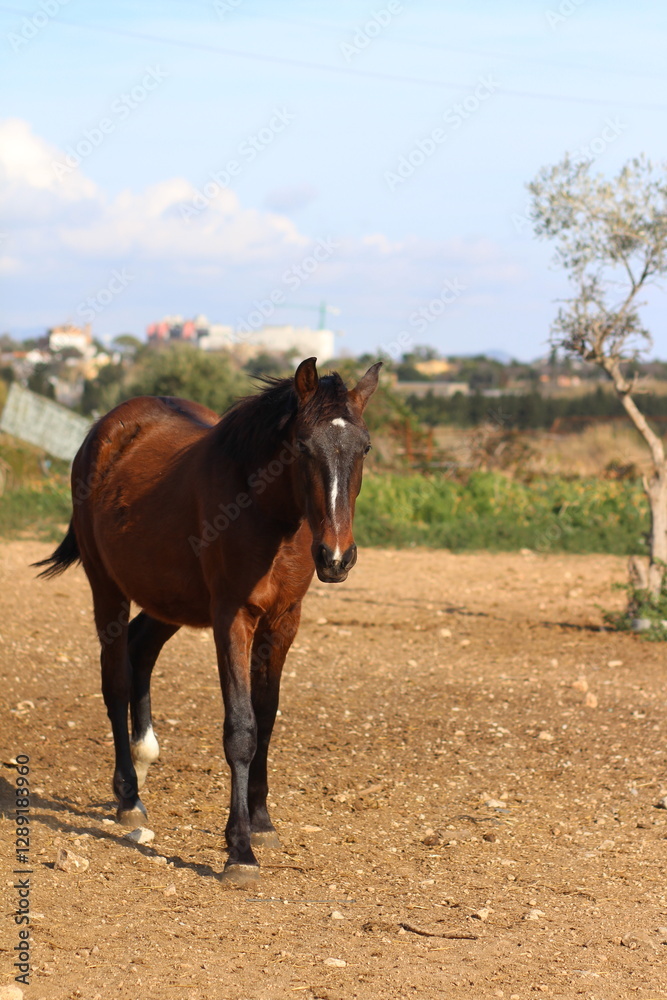 Horse. Brown horse on a farm. Horse eats. Beautiful Horse portrait of a horse Horse. Brown horse on a farm. Horse eats. Beautiful Horse portrait of a horse