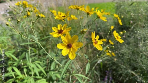 Closeup of a Coreopsis tripteris herb with yellow flowers in a field photo